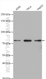 ARMC8 Antibody in Western Blot (WB)