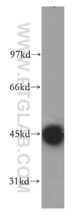 Kir7.1 Antibody in Western Blot (WB)