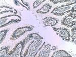 Kir7.1 Antibody in Immunohistochemistry (Paraffin) (IHC (P))