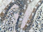 Kir7.1 Antibody in Immunohistochemistry (Paraffin) (IHC (P))