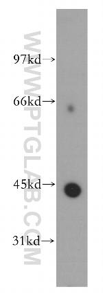 Kir7.1 Antibody in Western Blot (WB)