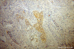 IkB beta Antibody in Immunohistochemistry (Paraffin) (IHC (P))