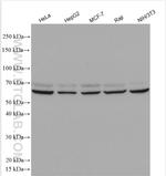 COG8 Antibody in Western Blot (WB)