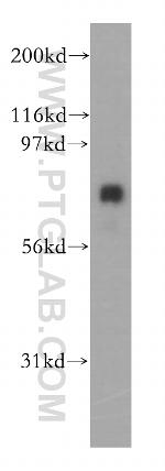 COG8 Antibody in Western Blot (WB)