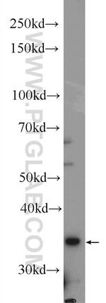 DBP Antibody in Western Blot (WB)