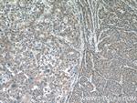 IMP5 Antibody in Immunohistochemistry (Paraffin) (IHC (P))
