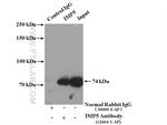 IMP5 Antibody in Immunoprecipitation (IP)