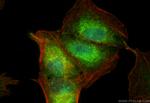 INPP4A Antibody in Immunocytochemistry (ICC/IF)