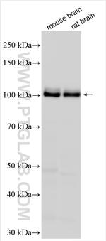 INPP4A Antibody in Western Blot (WB)