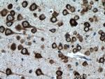 CPEB3 Antibody in Immunohistochemistry (Paraffin) (IHC (P))