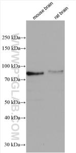 CPEB3 Antibody in Western Blot (WB)