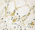 AGFG1 Antibody in Immunohistochemistry (Paraffin) (IHC (P))