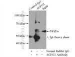 AGFG1 Antibody in Immunoprecipitation (IP)
