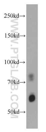 AGFG1 Antibody in Western Blot (WB)