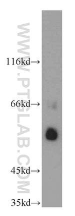 AGFG1 Antibody in Western Blot (WB)