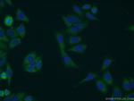 RHPN2 Antibody in Immunocytochemistry (ICC/IF)