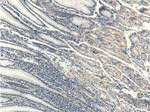 RHPN2 Antibody in Immunohistochemistry (Paraffin) (IHC (P))