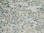 BRSK1 Antibody in Immunohistochemistry (Paraffin) (IHC (P))
