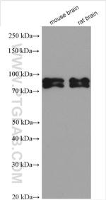 BRSK1 Antibody in Western Blot (WB)