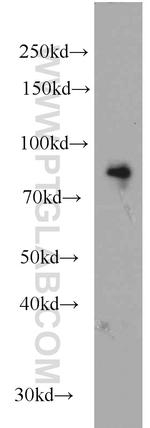 BRSK1 Antibody in Western Blot (WB)