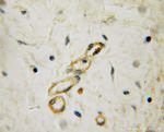 PPP2R5A Antibody in Immunohistochemistry (Paraffin) (IHC (P))