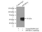 PPP2R5A Antibody in Immunoprecipitation (IP)