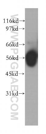 PPP2R5A Antibody in Western Blot (WB)