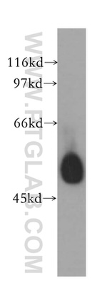 PPP2R5A Antibody in Western Blot (WB)