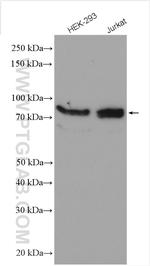 gephyrin Antibody in Western Blot (WB)