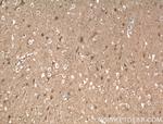 gephyrin Antibody in Immunohistochemistry (Paraffin) (IHC (P))