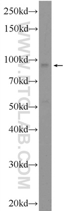 gephyrin Antibody in Western Blot (WB)