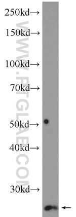 MAD2L2 Antibody in Western Blot (WB)