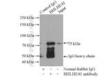 BHLHE41 Antibody in Immunoprecipitation (IP)
