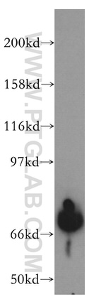 BHLHE41 Antibody in Western Blot (WB)