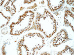 MNS1 Antibody in Immunohistochemistry (Paraffin) (IHC (P))