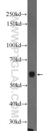 MNS1 Antibody in Western Blot (WB)