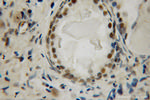 LIG4 Antibody in Immunohistochemistry (Paraffin) (IHC (P))