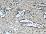 LIG4 Antibody in Immunohistochemistry (Paraffin) (IHC (P))