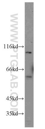 LIG4 Antibody in Western Blot (WB)