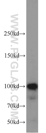 LIG4 Antibody in Western Blot (WB)