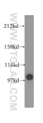 LIG4 Antibody in Western Blot (WB)