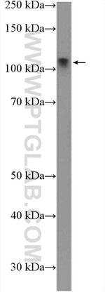 LIG4 Antibody in Western Blot (WB)