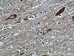 OMG Antibody in Immunohistochemistry (Paraffin) (IHC (P))