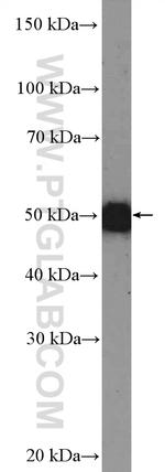 OMG Antibody in Western Blot (WB)