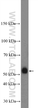 OMG Antibody in Western Blot (WB)