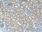 SNAP29 Antibody in Immunohistochemistry (Paraffin) (IHC (P))