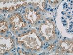 SNAP29 Antibody in Immunohistochemistry (Paraffin) (IHC (P))