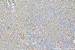 SNAP29 Antibody in Immunohistochemistry (Paraffin) (IHC (P))