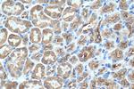SNAP29 Antibody in Immunohistochemistry (Paraffin) (IHC (P))
