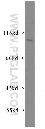 RIN3 Antibody in Western Blot (WB)